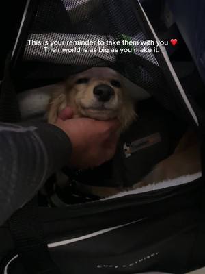 It's not always easy but it is always worth it... ❤️✈️ #minidachshund #dachshund #minidoxie #dachshundoftheday #puppyoft