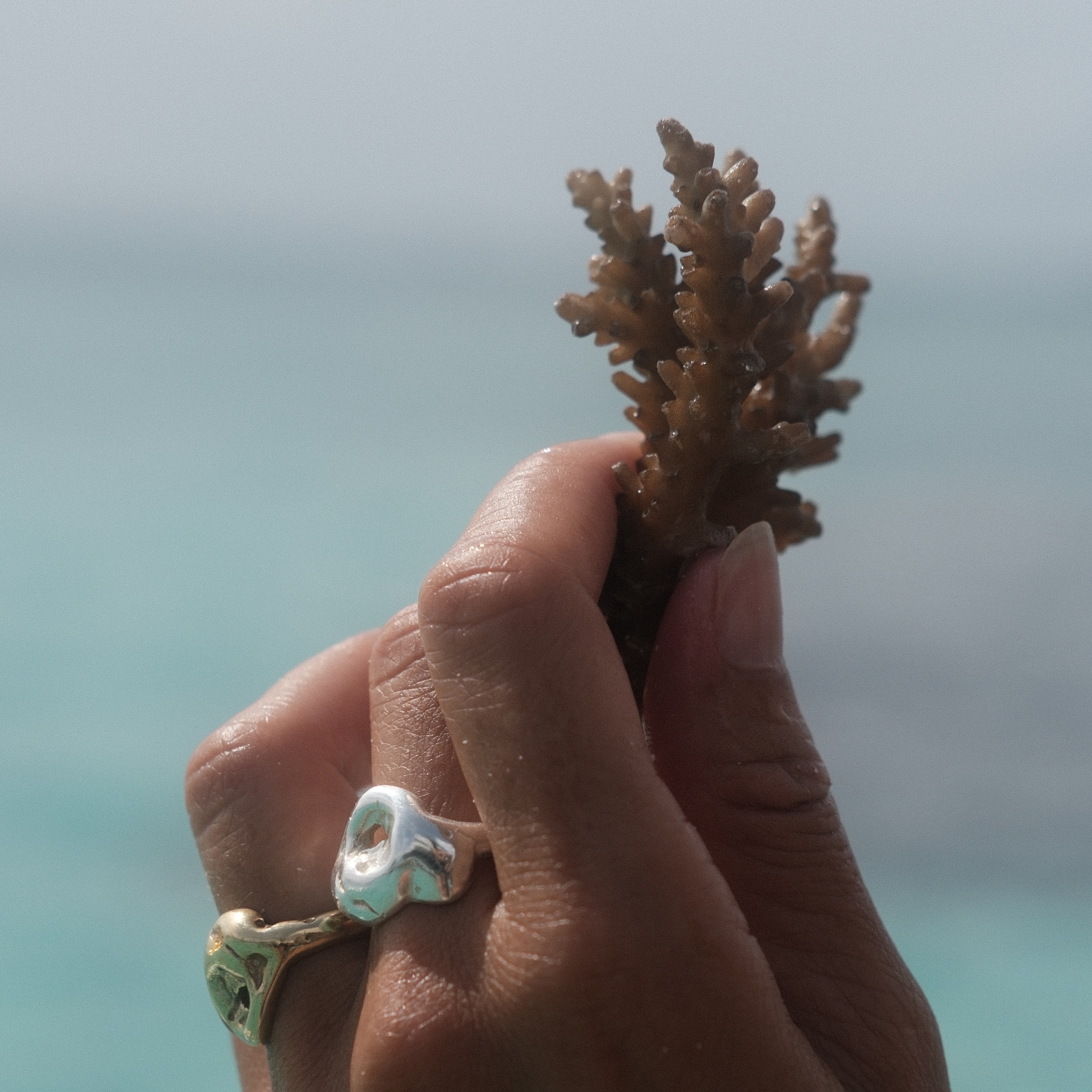 ADOPT A CORAL thumbnail