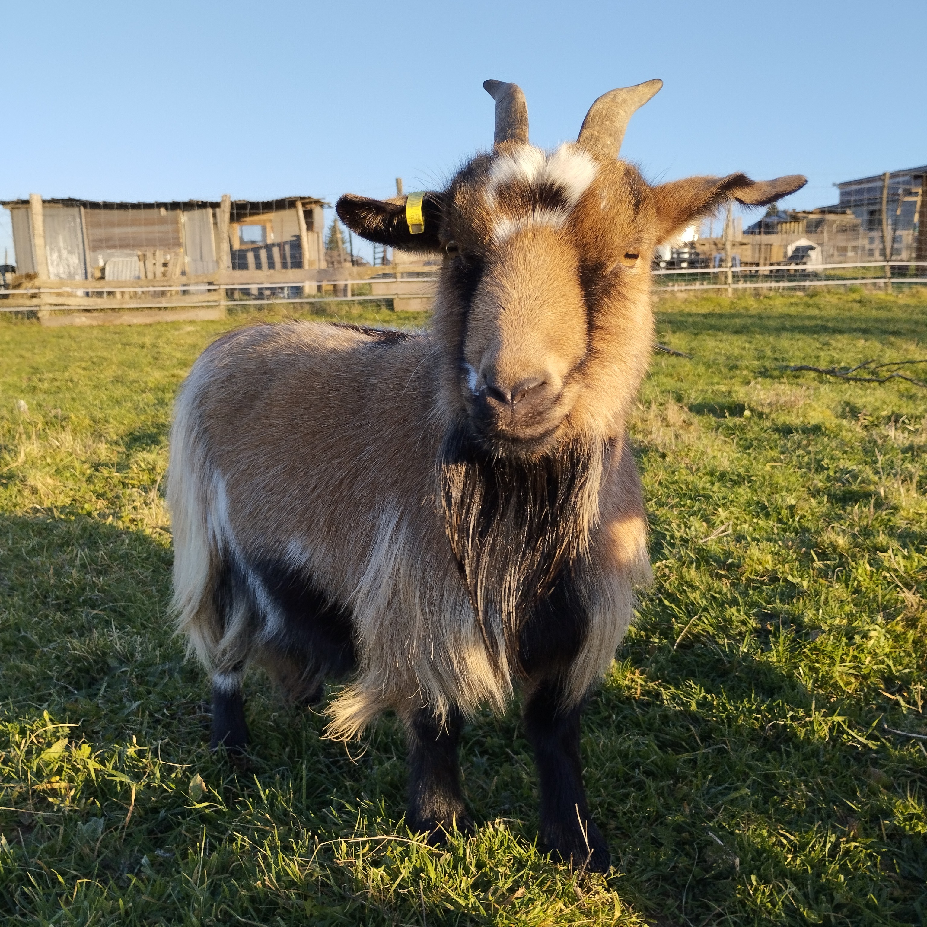Site Internet  | Les Chèvres de Shipinours thumbnail