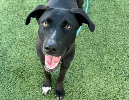 Meet Cutter: ID A627956 thumbnail