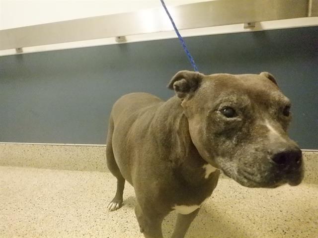 Meet Negra: ID A1689987 thumbnail