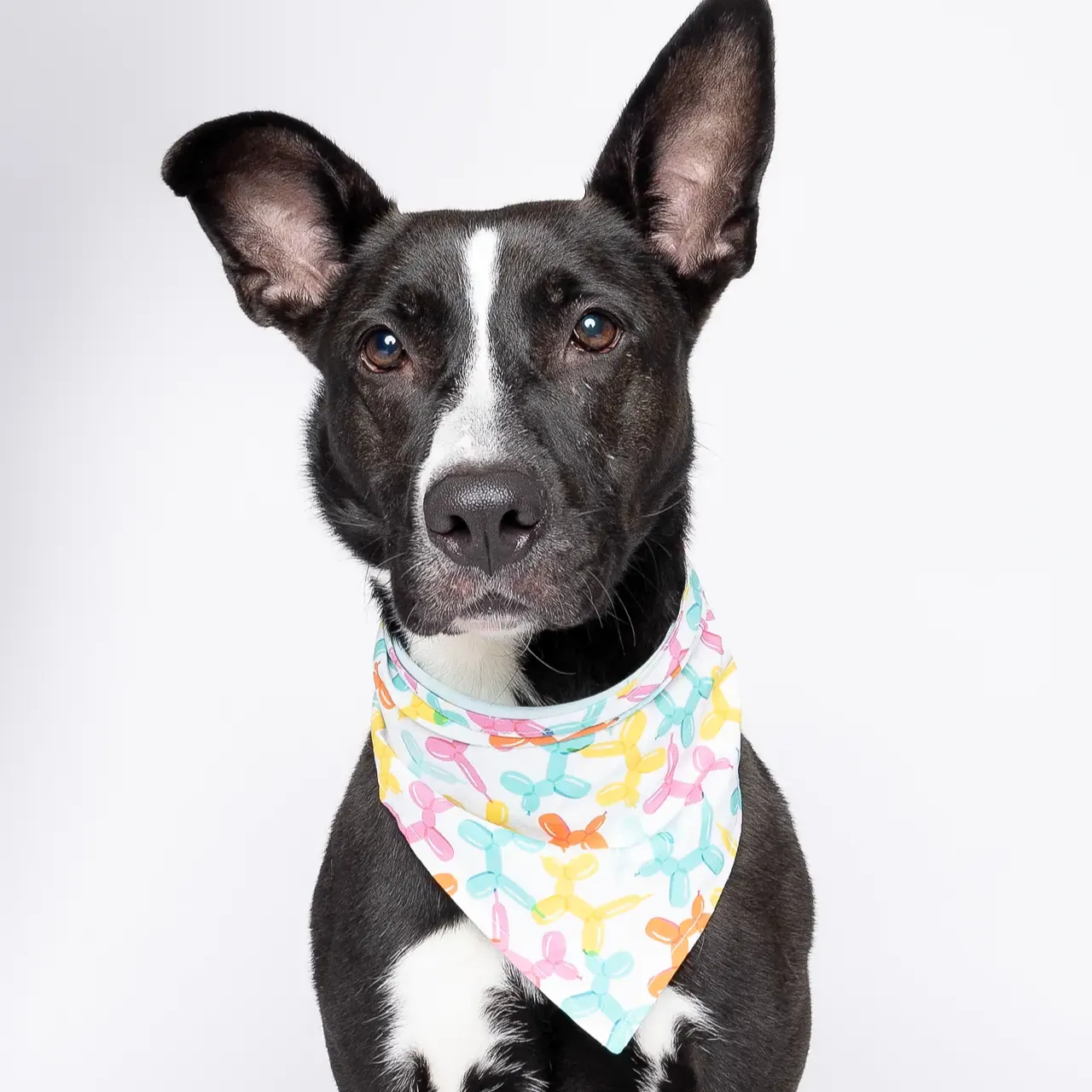Adopt Cali thumbnail