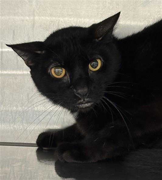 No Name: ID A2449460 thumbnail