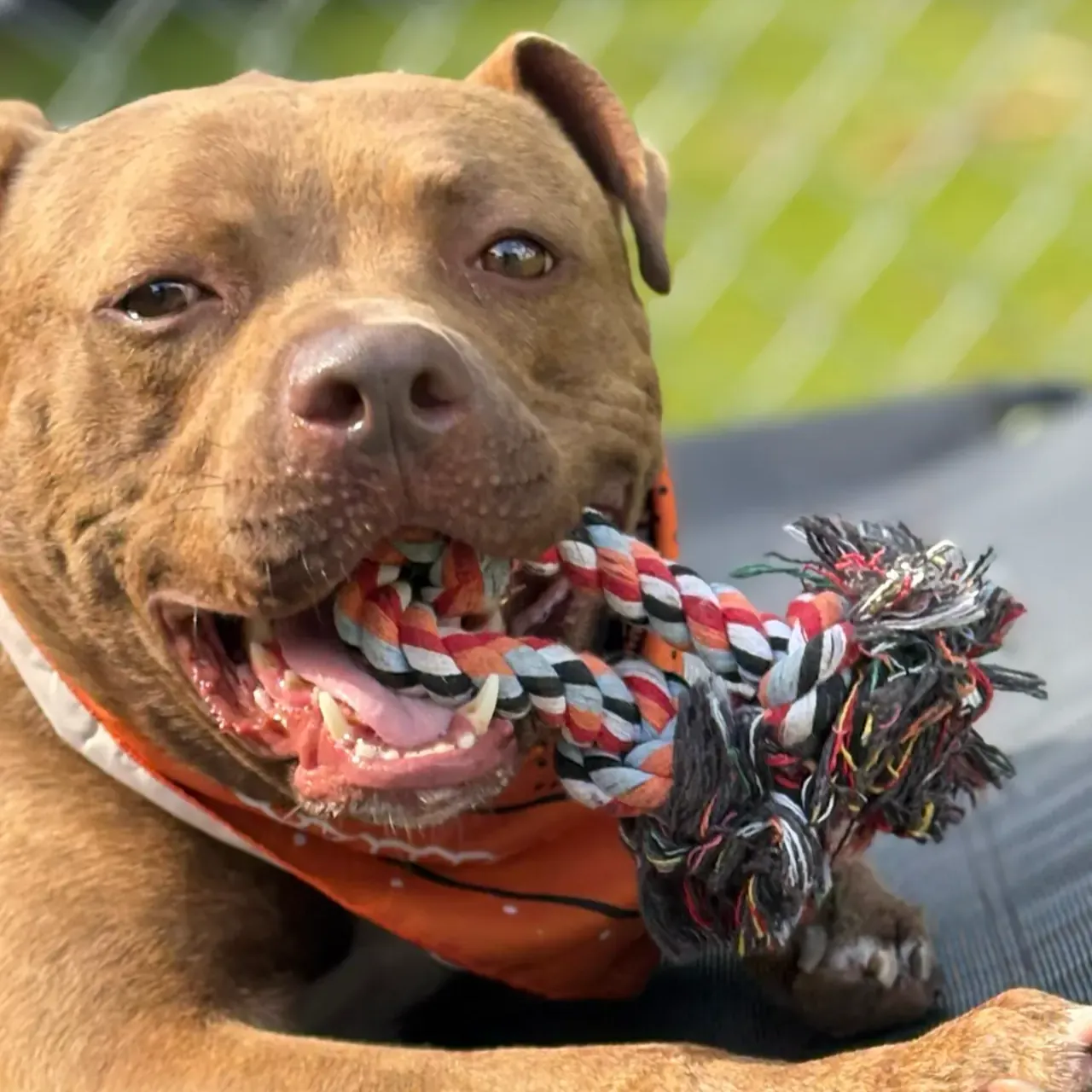 Adopt Xavier thumbnail