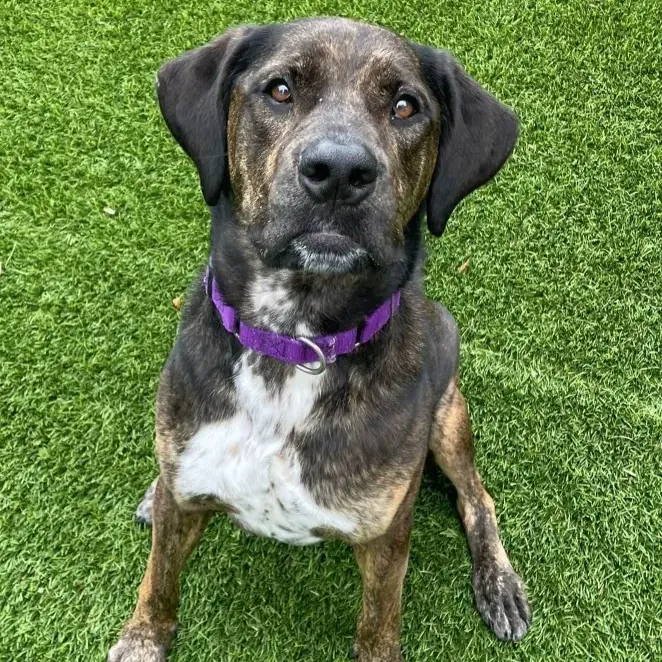Adopt Wrangler thumbnail