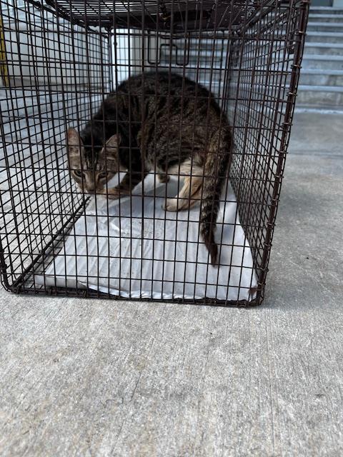 Meet Toby: ID A2633756 thumbnail