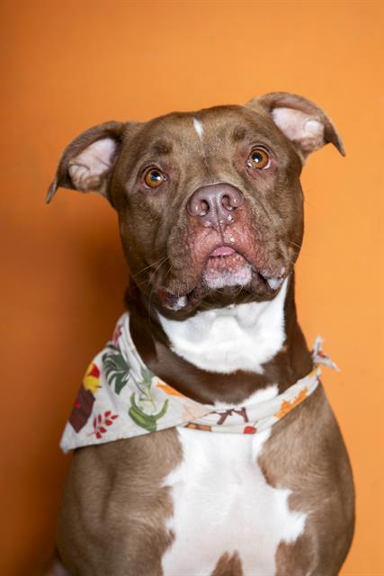 Meet Keanu: ID A2582193 thumbnail