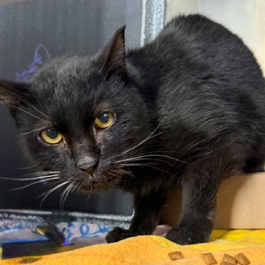 Meet Cosmos: ID 245028 thumbnail