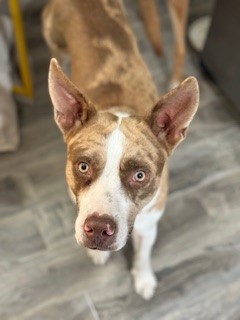 Meet Copper: ID A630537 thumbnail