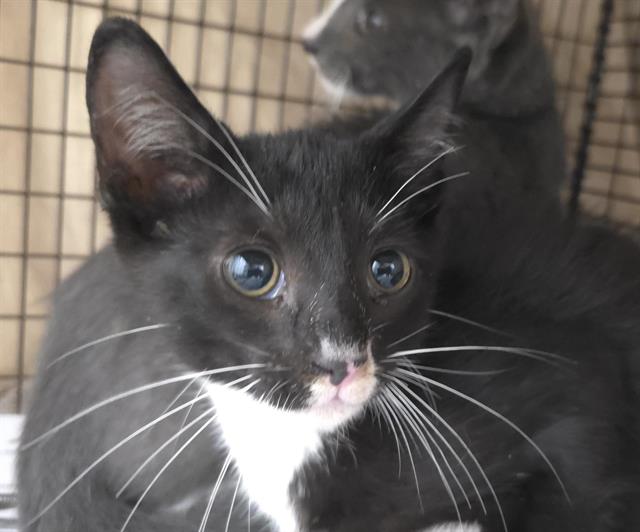 No Name: ID A2433035 thumbnail