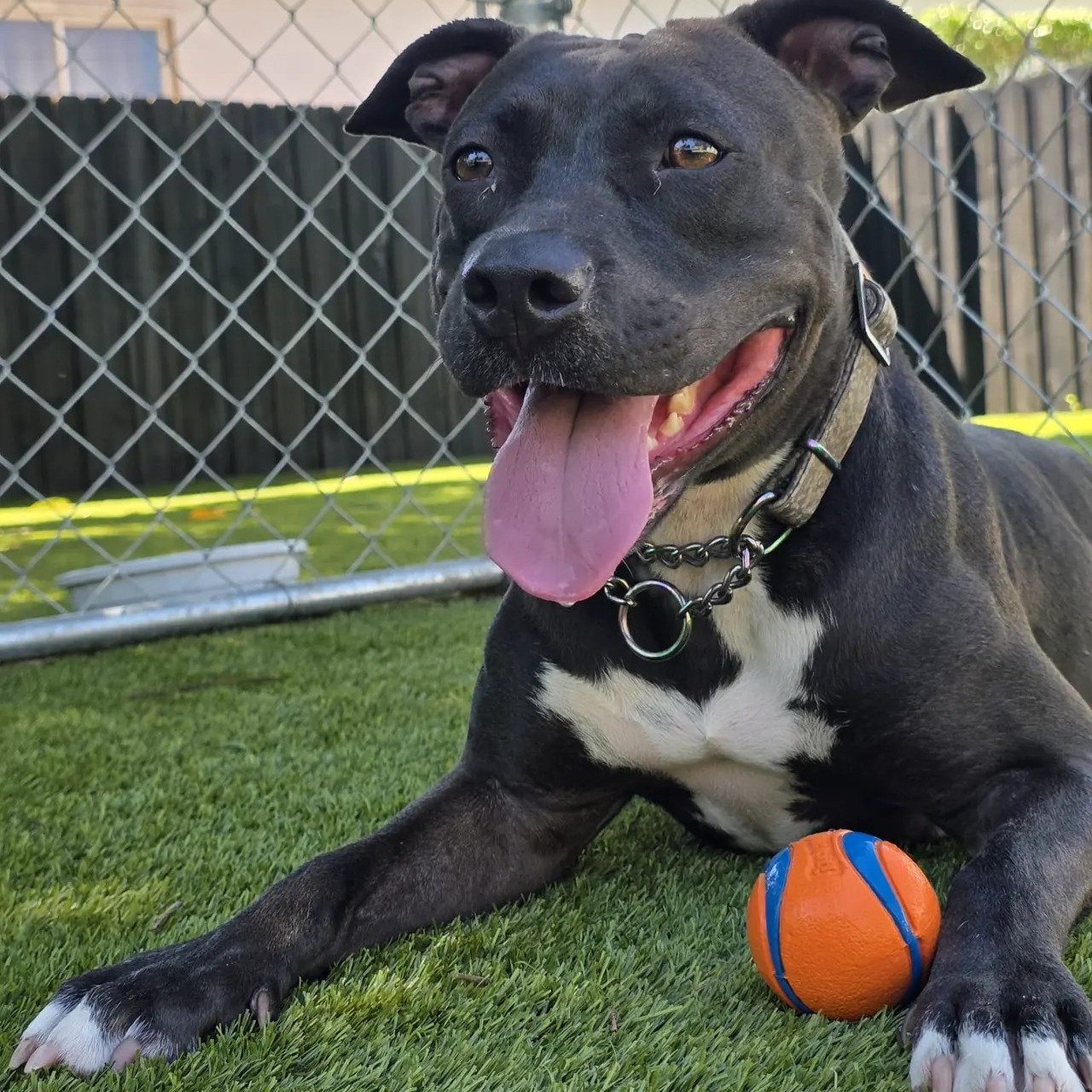 Adopt Elena thumbnail