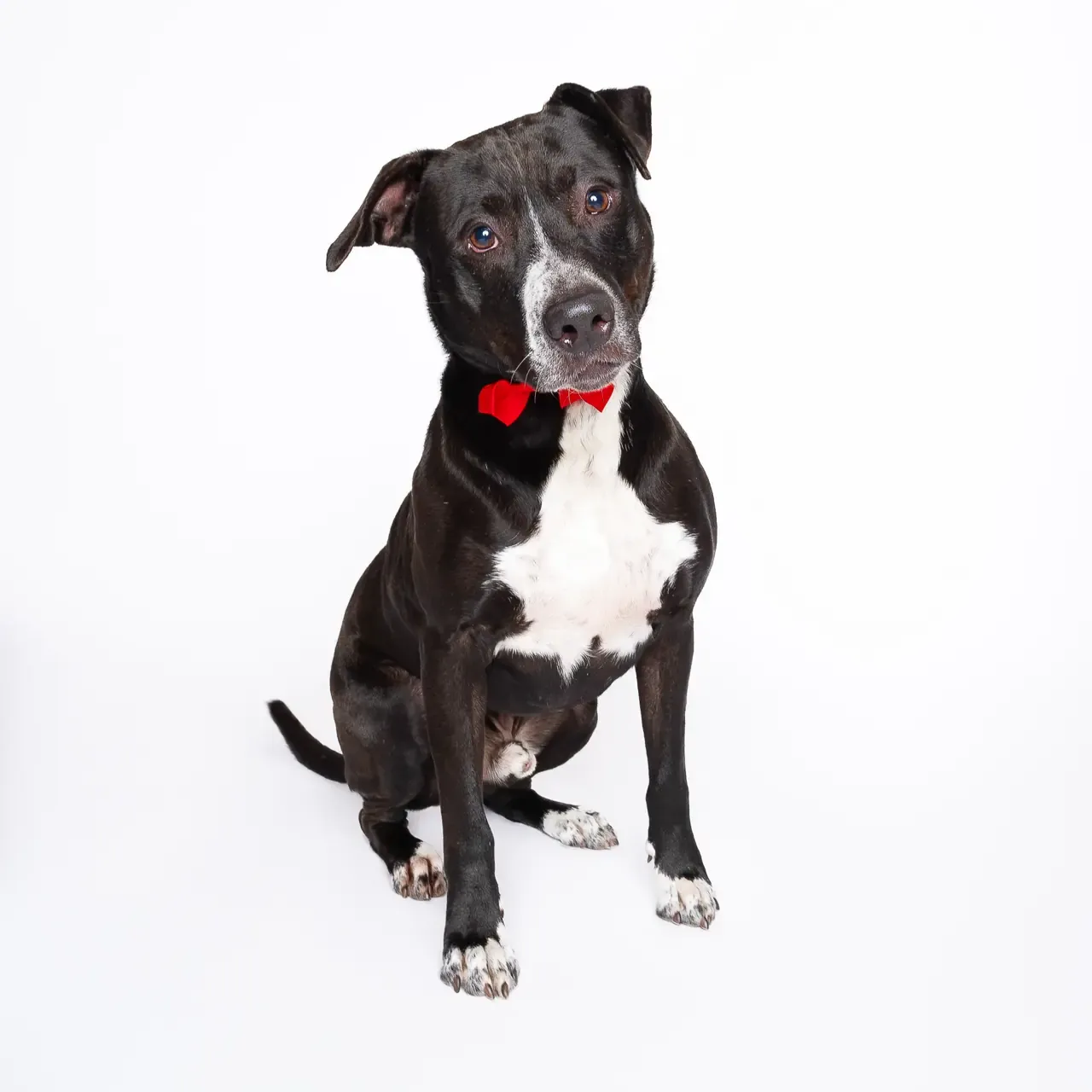 Adopt Sammy thumbnail