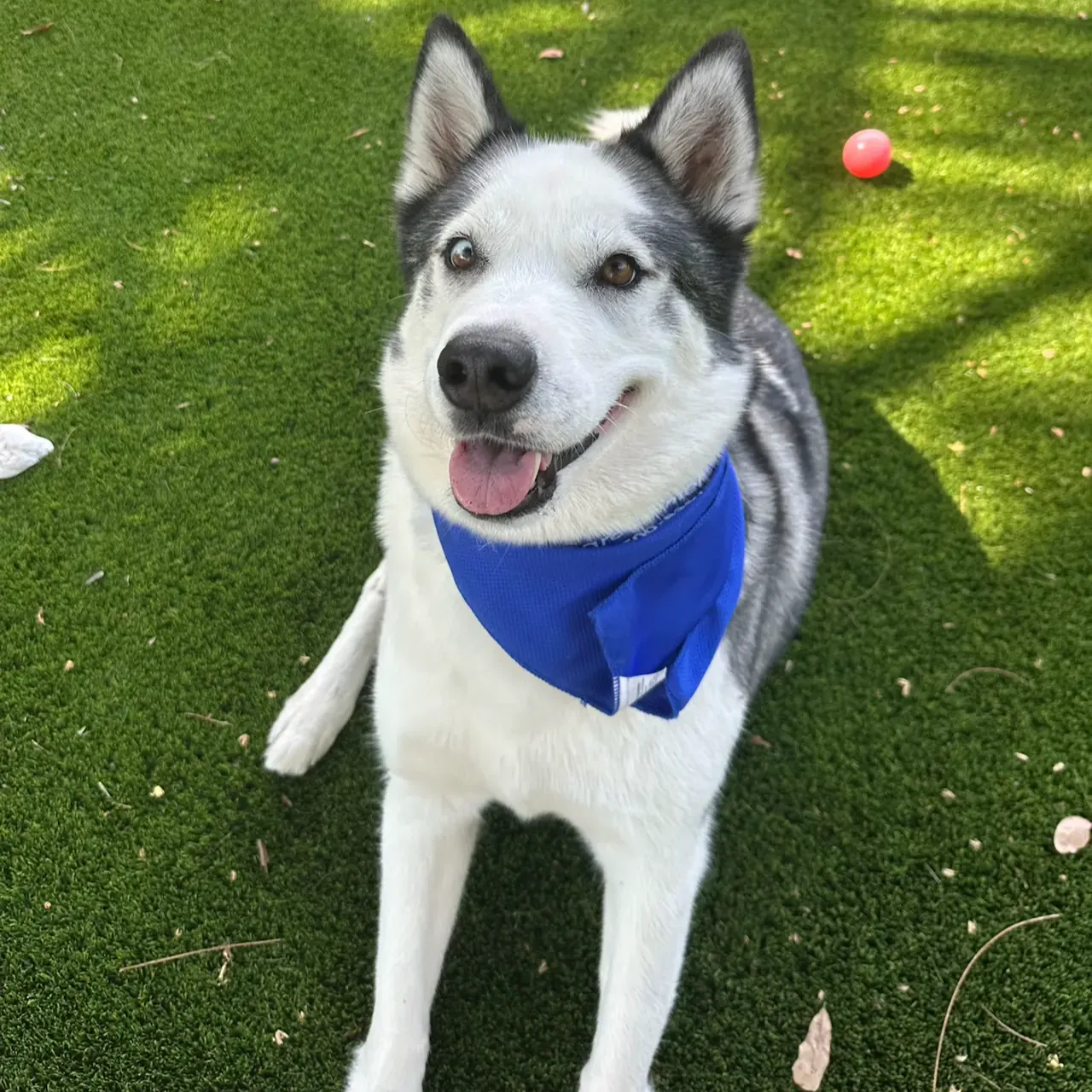 Adopt Dean thumbnail