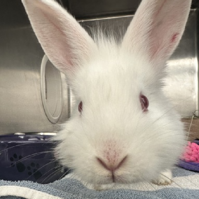 Meet Mistletoe: ID 243160 thumbnail