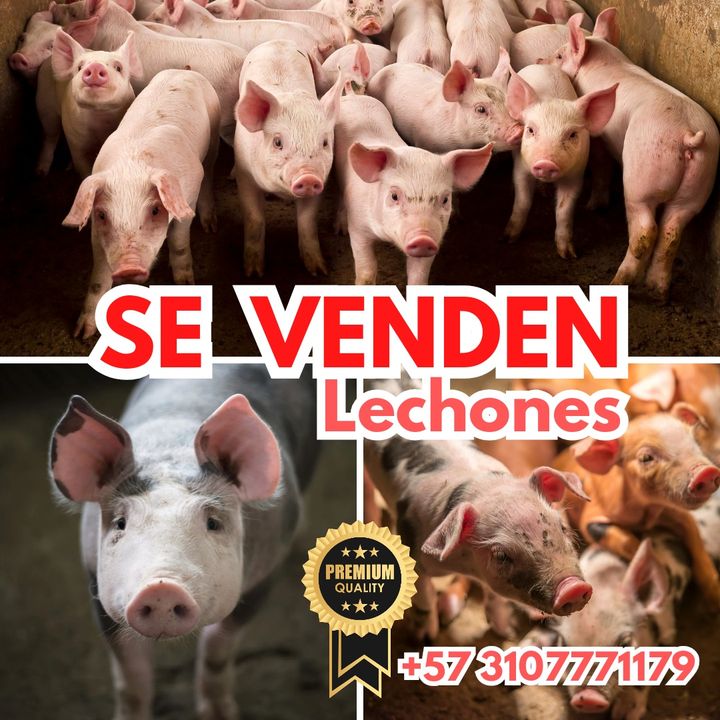 VENTA DE CERDOS  thumbnail