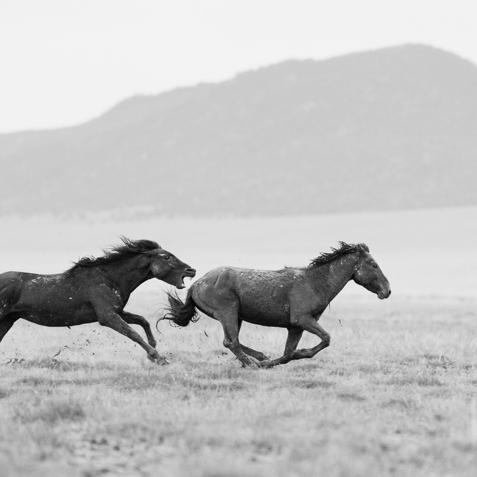 Wild Mustangs thumbnail