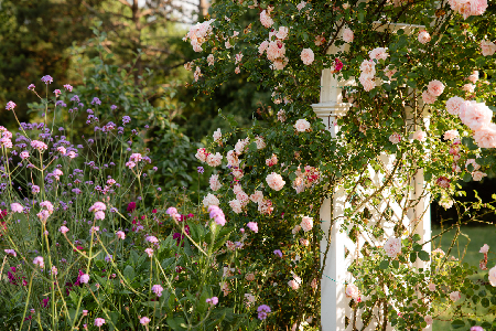 Save up to 50% OFF at Heirloom Roses thru 3/24 Code: DEARESTSPRING thumbnail