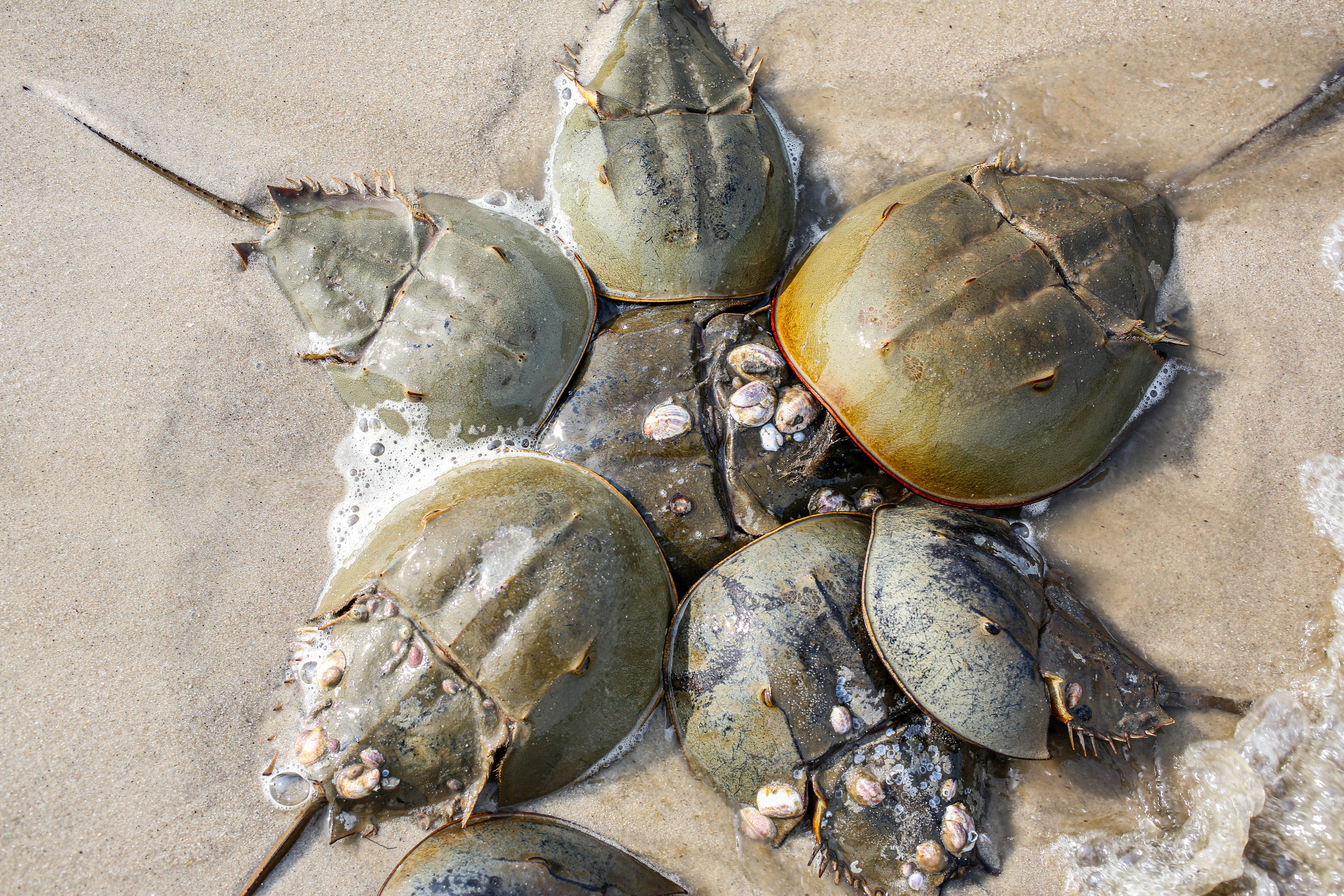 Horseshoe Crabs | The Wave  thumbnail