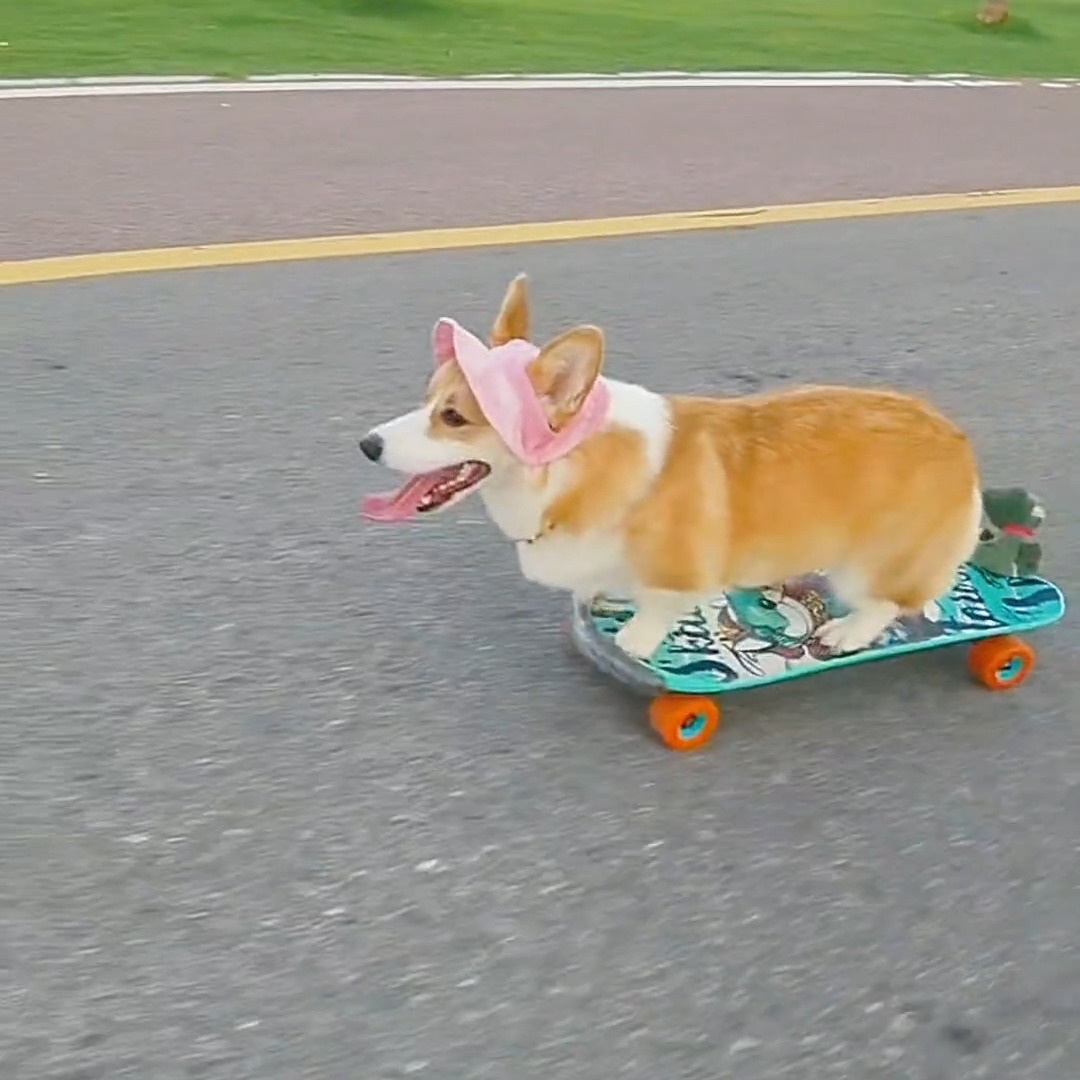 Teach your dog to skateboard  🛹 thumbnail