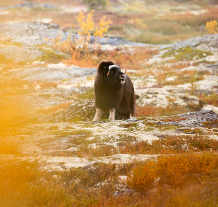 Muskox Guiding thumbnail