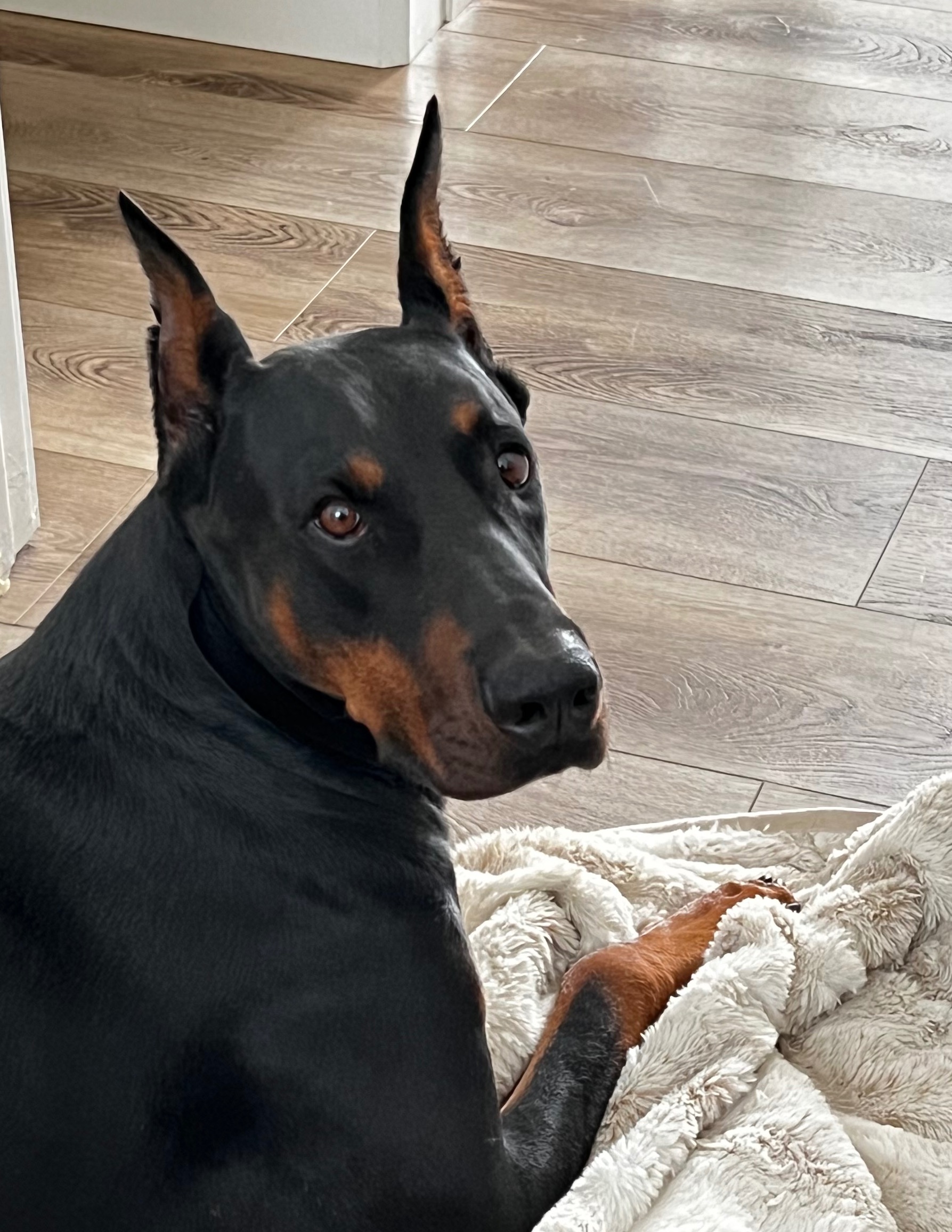 Dobie Favorites thumbnail