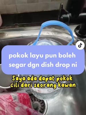 wowww.. pokok layu pun boleh segar bila rendam dgn dish drop ni.. hebat kan.. pokok xmati.. kalau sabun lain ni confem m