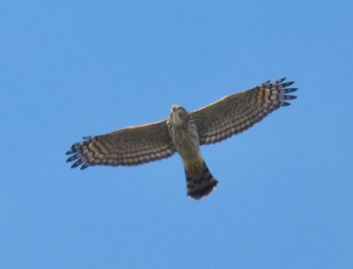 Cooper's hawk thumbnail