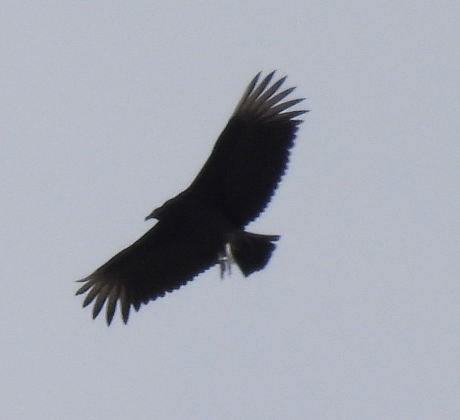 Black Vulture thumbnail