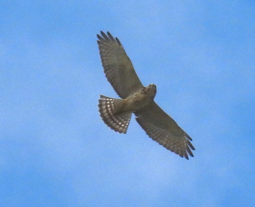 Broad-winged Hawk thumbnail