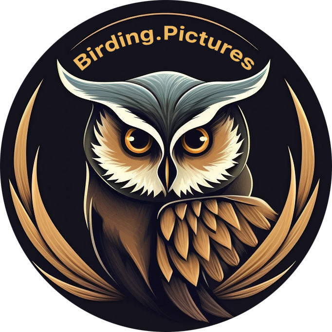 Birding.Pictures Home Page thumbnail