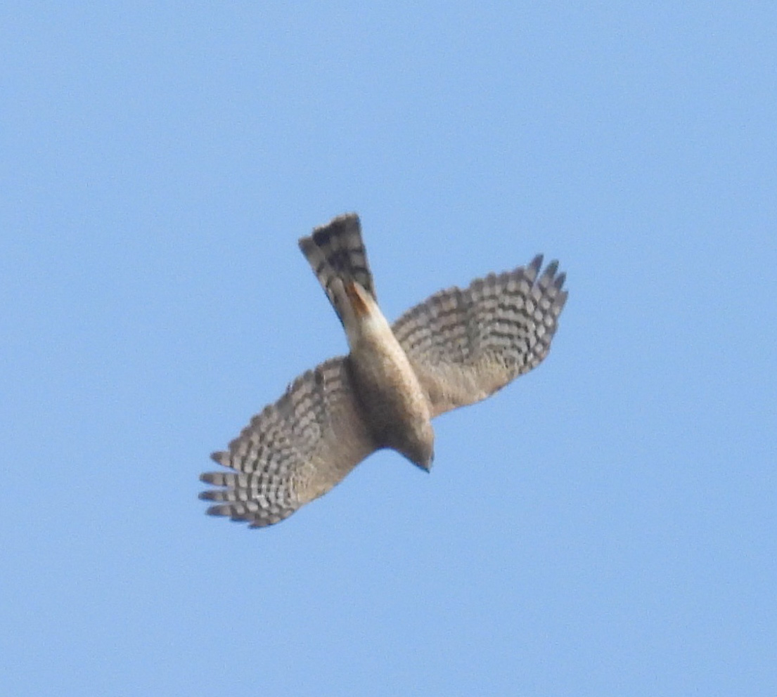 Sharp-shinned Hawk thumbnail