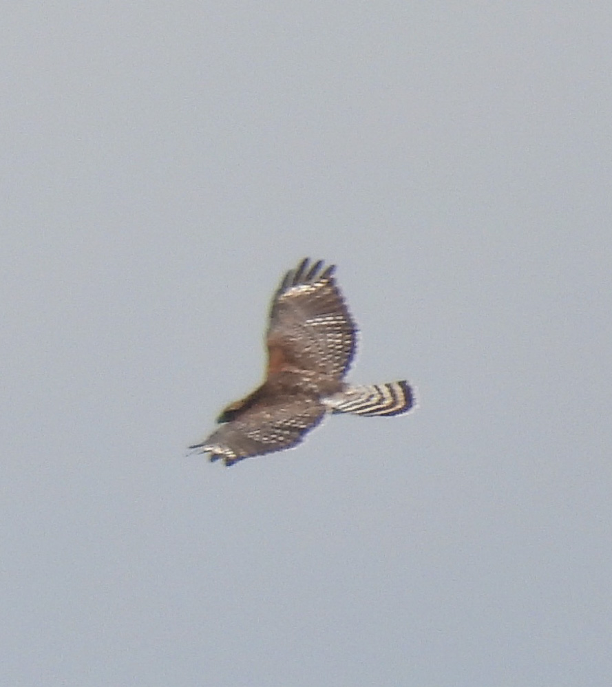 Red-shouldered Hawk thumbnail