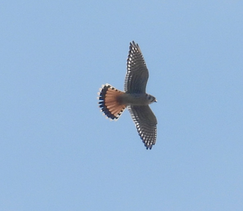 American Kestrel thumbnail