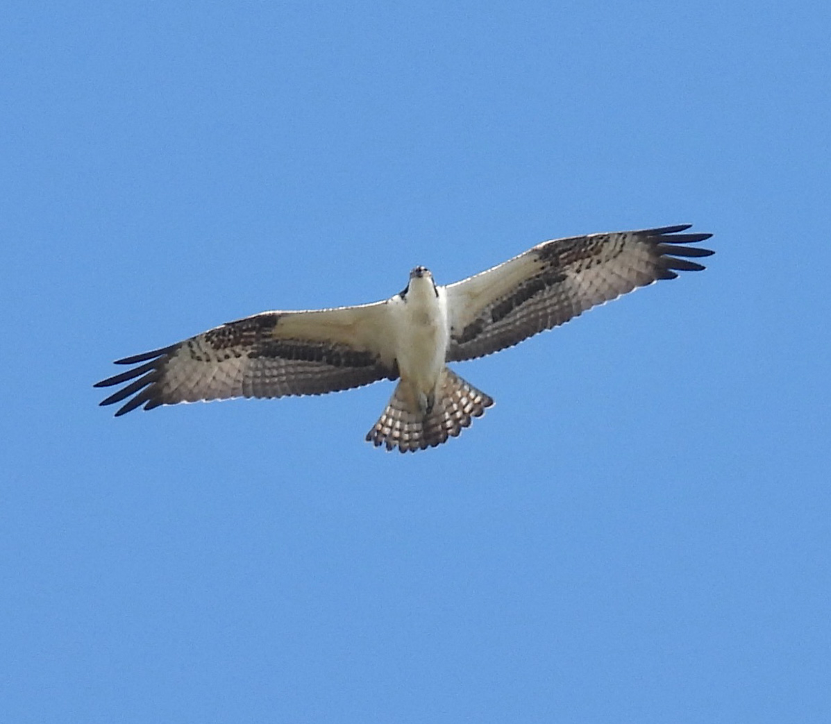 Osprey thumbnail