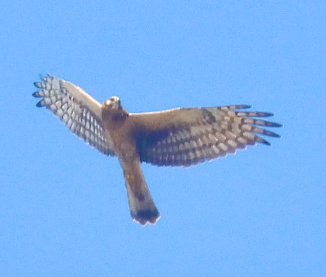 Northern Harrier thumbnail