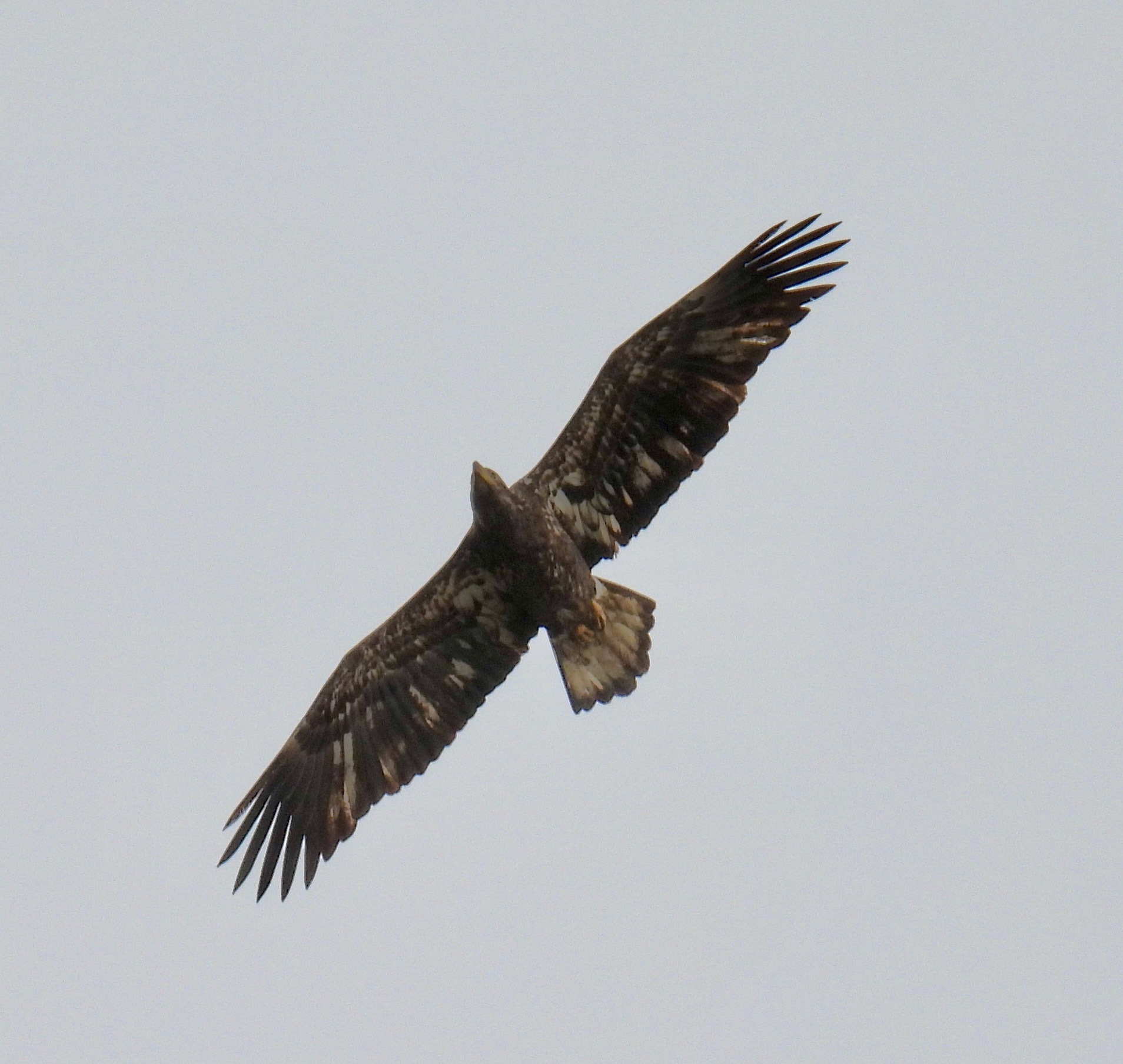 Bald Eagle thumbnail