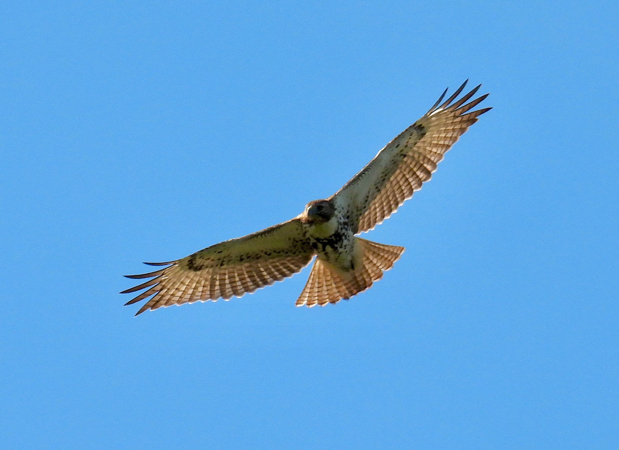 Red-tailed Hawk thumbnail