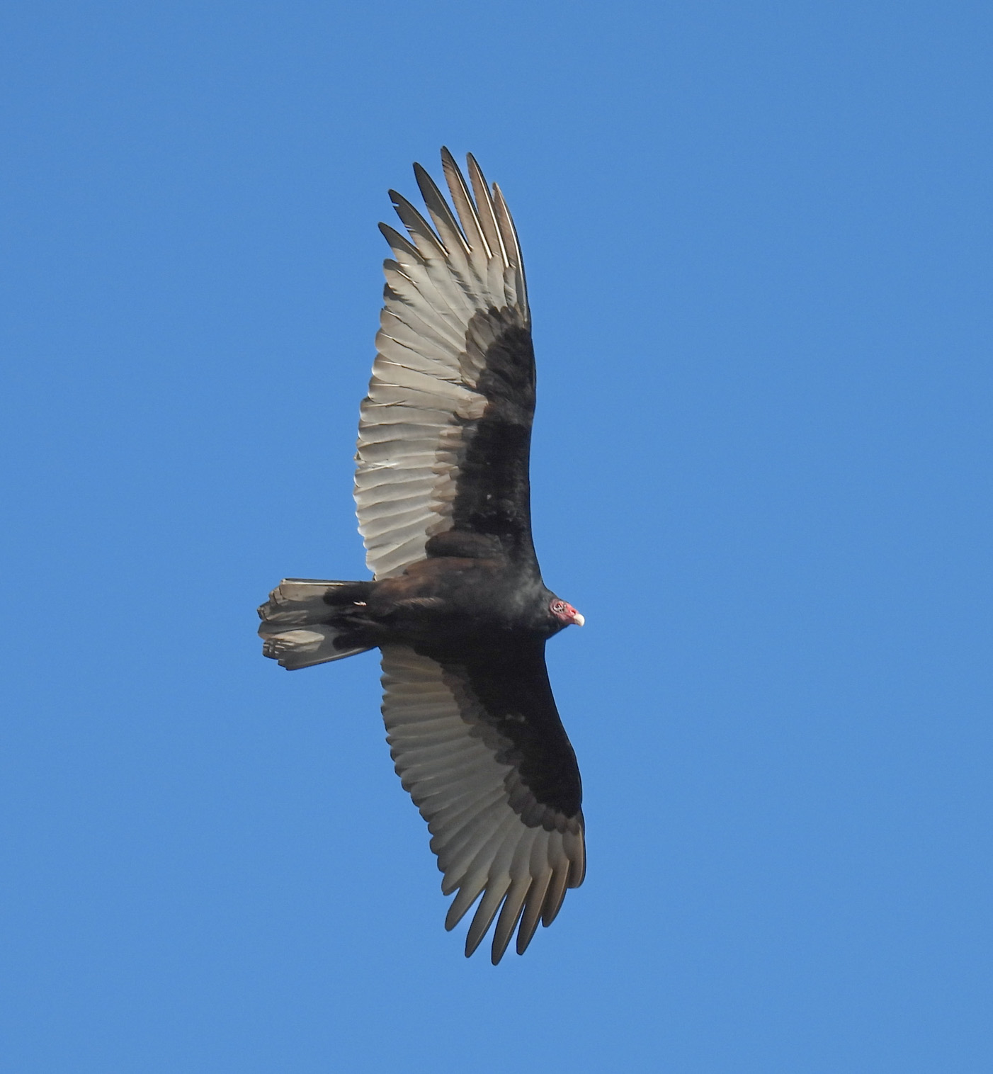 Turkey Vulture thumbnail