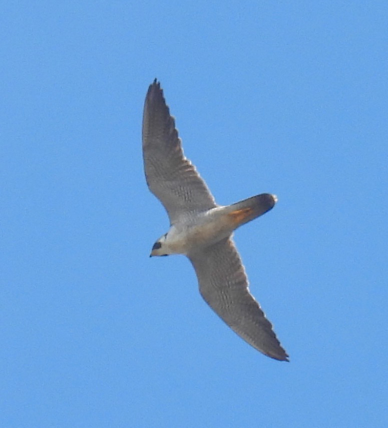 Peregrine Falcon thumbnail