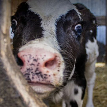 Each year, more than 1.5 billion poultry and 46 million cattle, pigs, sheep, goats, and horses are transported alive across borders – within the EU and beyond. thumbnail