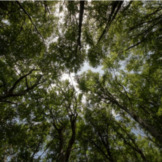 4 esg impacts | Achats Durables thumbnail