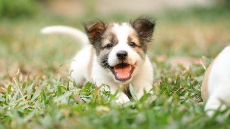 Together for the Animals thumbnail