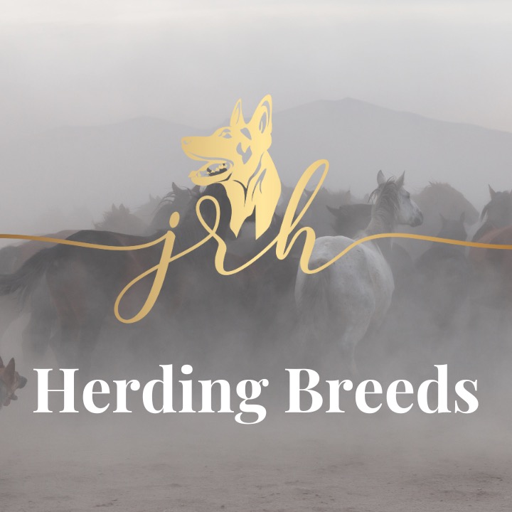 Get the lecture - Herding Breeds thumbnail