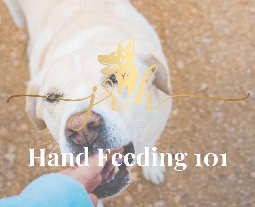Free course - Hand Feeding 101 thumbnail