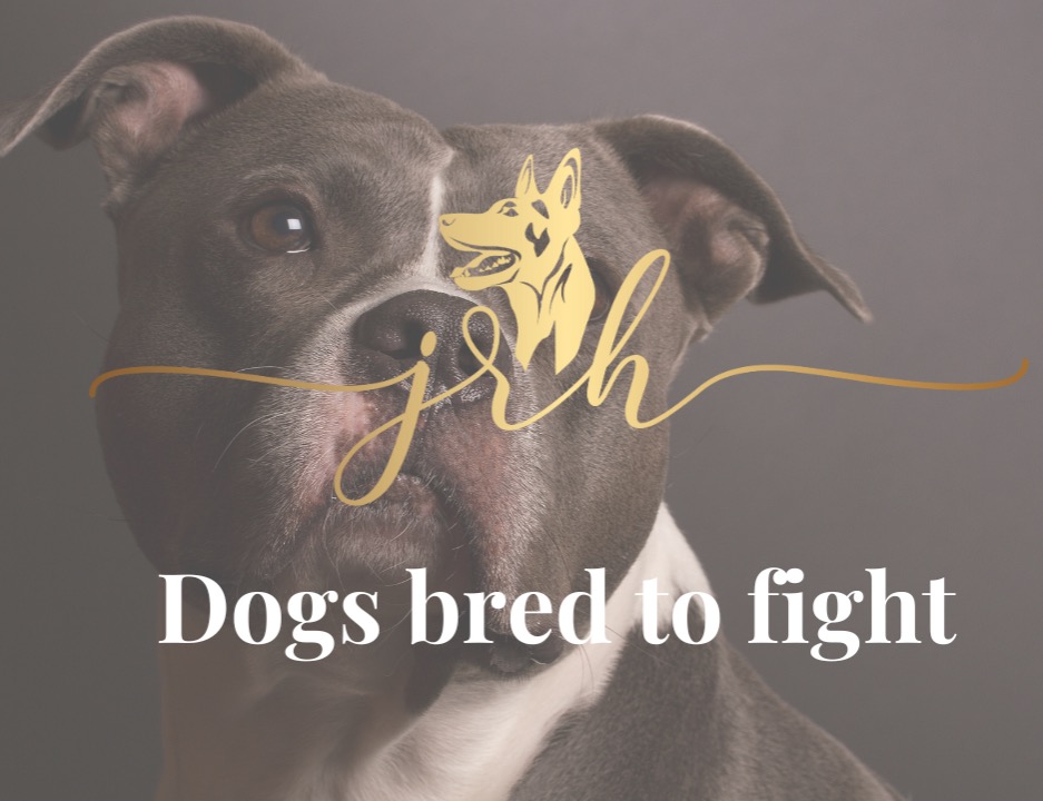 Get the lecture - Dogs Bred to Fight thumbnail