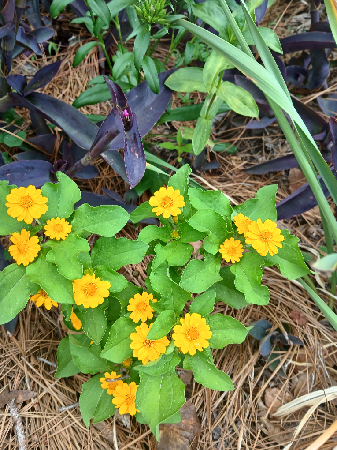 Flower Seedling Potted  thumbnail