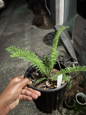 Herb Seedling Potted  thumbnail
