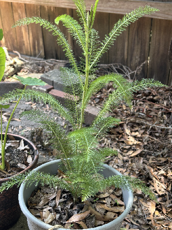 Herb Plant Potted  thumbnail