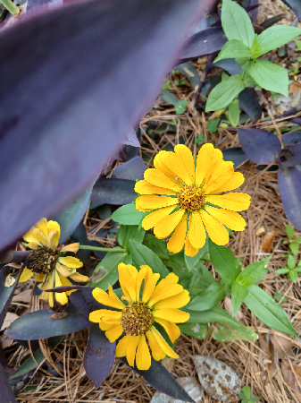 Flower Plant Potted  thumbnail