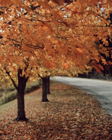 CREATORS Join ShopMy (skip the application with my referral link!) thumbnail